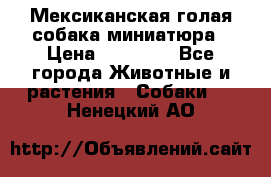 Мексиканская голая собака миниатюра › Цена ­ 53 000 - Все города Животные и растения » Собаки   . Ненецкий АО